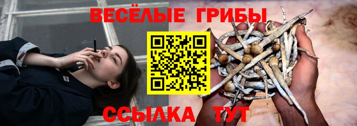 Мценск  Галлюциногенные грибы мухоморы  купить наркотики цена  Вход с VPN  Псилоцибиновые грибы GOLDEN TEACHER 